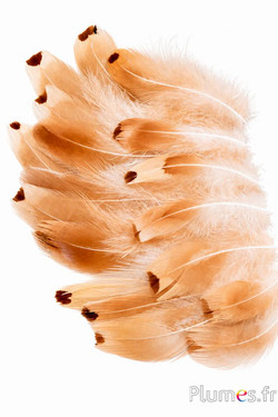 Fazant van Colchis - gebleekt - 6-12 cm - goudcrème